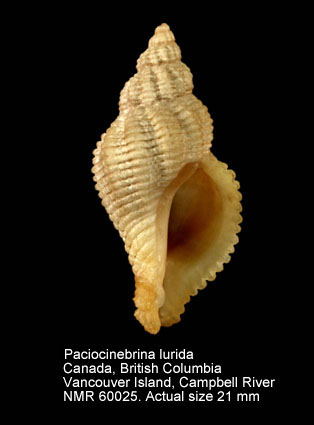 Paciocinebrina lurida.jpg - Paciocinebrina lurida(Middendorff,1848)